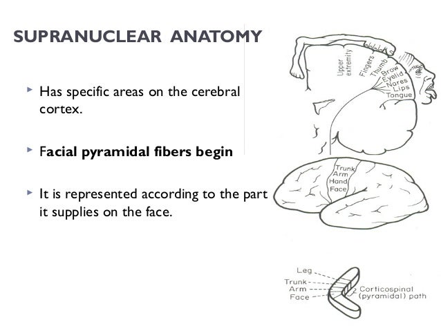 Supranuclear facial nerve Voyeur rtp sexy lil
